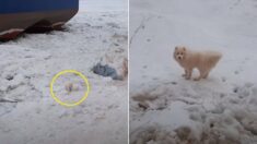 러시아서 집 나갔던 사모예드, 일주일 뒤 북극해 빙하 위에서 발견됐다