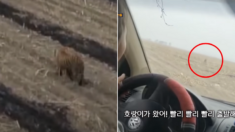 중국, 백두산 호랑이가 민가에 내려와 마을 주민들을 공격하고 있다