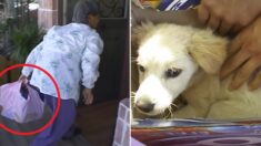 시골에서 동물병원 운영하는 수의사에게 ‘보자기’로 강아지를 싸온 할머니