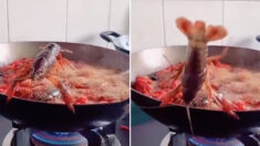 펄펄 끓는 프라이팬 붙잡고서 필사적으로 탈출하는 가재(영상)