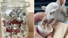 동물병원에서 강아지들에게 독약과 같은 ‘초콜릿’을 선물하는 이유