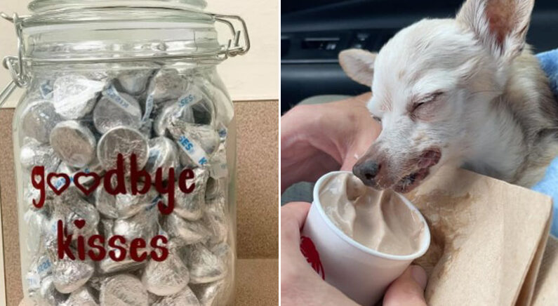 동물병원에서 강아지들에게 독약과 같은 ‘초콜릿’을 선물하는 이유