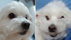 쿠션 사이에 낑겨 자다가 구겨진 흰둥이 강아지의 비포 앤 애프터