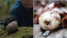 ‘지리산’에서 테러범이 놓고 간, 진짜 감자랑 똑같이 생긴 ‘감자폭탄’의 정체