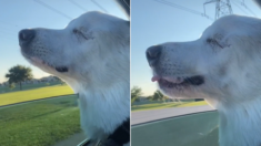 시각장애견이 되기 전 주인과 자주 가던 ‘공원 냄새’를 맡은 강아지의 표정 (영상)