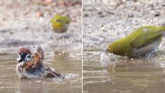 한겨울 냇가에서 목욕하는 참새 보고 따라한 동박새의 안타까운(?) 결말