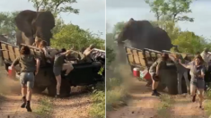 짝짓기 방해받자 달려와서 사파리 차 ‘박살’낸 수컷 코끼리 (영상)