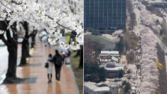 벚꽃 필 때마다 통제했던 여의도·석촌호수 벚꽃길, 3년만에 다시 개방한다