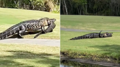 플로리다 골프장에서 포착된 어린 악어 잡아먹는 거대 악어 (영상)