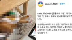 ‘무면허·무마취’ 고양이 중성화 수술한 베트남 출신 대학교 연구원 고발돼