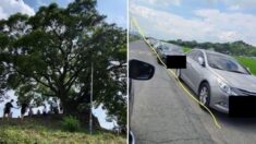 전국서 몰린 관광객 때문에 ‘쓰레기장·불법 주차장’ 된 우영우 팽나무 마을