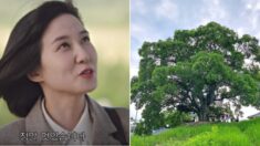 ‘우영우’ 소덕동 500살 팽나무 어디길래…관광객 몰려들어(+왜 하필 ‘팽나무’ 일까)