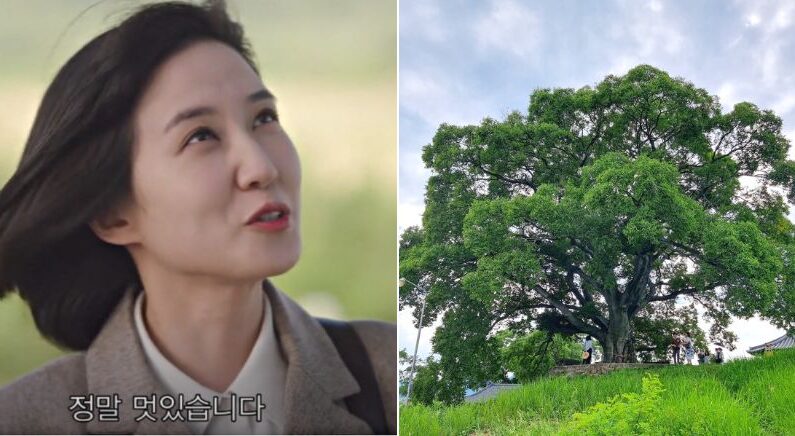 ‘우영우’ 소덕동 500살 팽나무 어디길래…관광객 몰려들어(+왜 하필 ‘팽나무’ 일까)