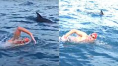 바다 수영하는 남성을 상어가 공격하려 하자 보호해 준 ‘천사’ 돌고래들(영상)