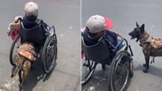 사지마비 주인 휠체어 밀어주며 안전하게 횡단보도 건너는 반려견(영상)