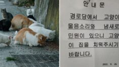 “길고양이 집 치워달라” 경로당 항의에 아파트 민원테러한 캣맘들