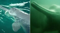 지구상 10마리 남았던 ‘양쯔강의 여신’ 흰 돌고래, 결국 멸종했다