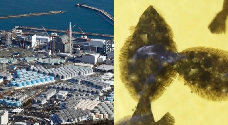내년 봄 해양 방출 앞두고…후쿠시마 오염수서 자란 광어 대놓고 자랑한 일본