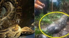 “회사 다녀올게” 출근했다 실종된 50대 여성…5m 비단뱀 뱃속서 발견
