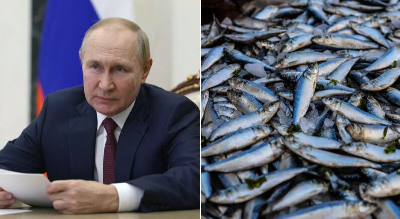 “참전시 생선 5㎏ 배급” 입대 인센티브로 ‘공짜 생선’ 내건 러시아