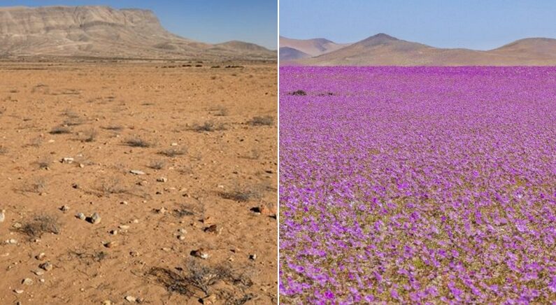 지구에서 가장 건조한 ‘죽음의 사막’에 오랜만에 비가 내리자 벌어진 일