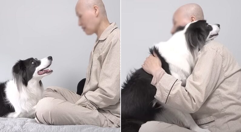 암에 걸려 머리가 다 빠져서 돌아온 주인을 만난 강아지의 눈물 나는 반응 (영상)