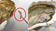 “생굴 한 마리를 해부하자 그 안에서 수많은 생물들이 기어 나오네요” (영상)