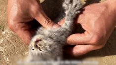 한파에 꽁꽁 얼어버린 새끼 고양이 ‘심장 마사지’로 살렸다 (영상)