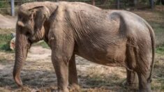 25년간 관광객 6명씩 태운 태국 코끼리…척추뼈 내려앉아서야 자유가 됐다