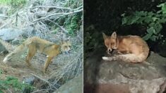 부산에 나타났던 ‘멸종위기’ 여우, 고향 소백산 돌아오다 폐사