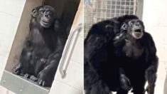 ‘우와’ 평생 실험실에 갇혀 산 29살 침팬지, 처음 하늘을 본 반응…