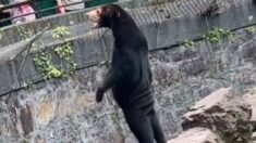 “곰 인형 탈 쓴 사람 아냐?” 中 동물원, 가짜 곰 논란 터졌다