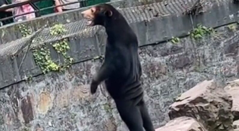 “곰 인형 탈 쓴 사람 아냐?” 中 동물원, 가짜 곰 논란 터졌다