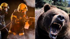 “휴식하다 갑자기”… 곰 습격에 살아남은 日 소방대원들